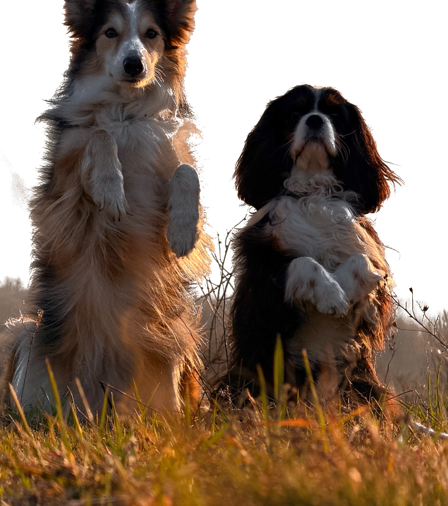 Собаки Oh My Dog