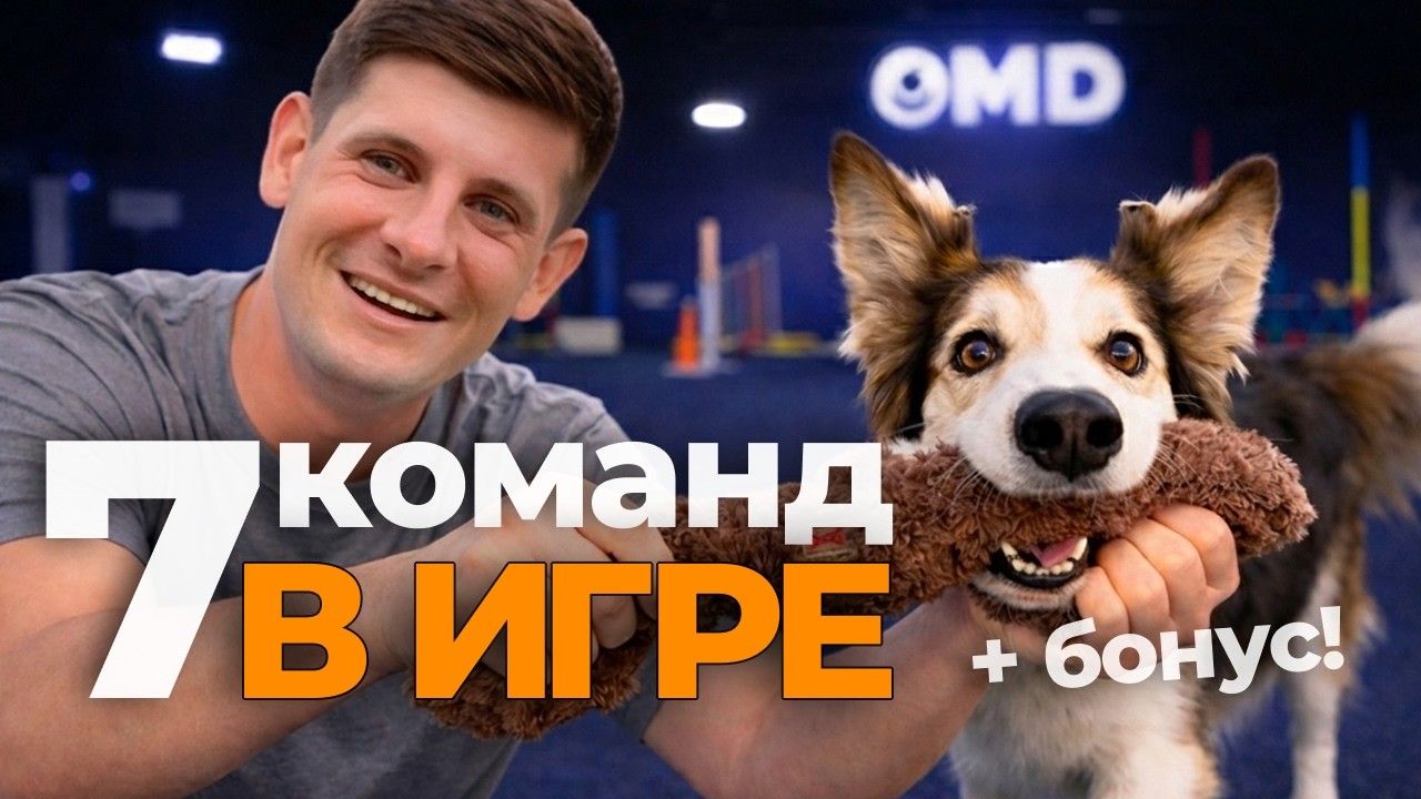 7 команд в игре для любой собаки