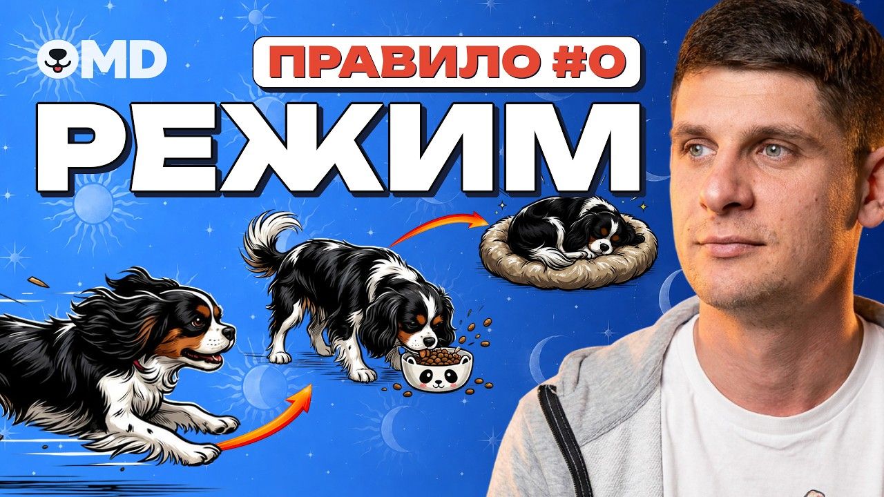 Как составить режим и распорядок дня собаки и щенка — правило №0