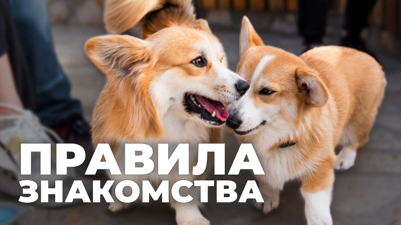 Как правильно знакомить собак друг с другом: главные ошибки на поводке и ритуалы обнюхивания