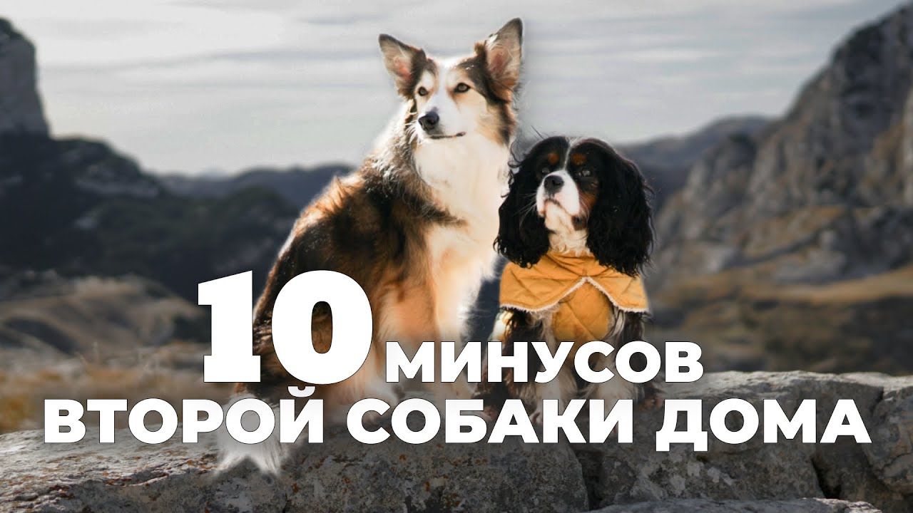 Стоит ли заводить вторую собаку? Все плюсы, минусы и сложности воспитания двух собак в доме