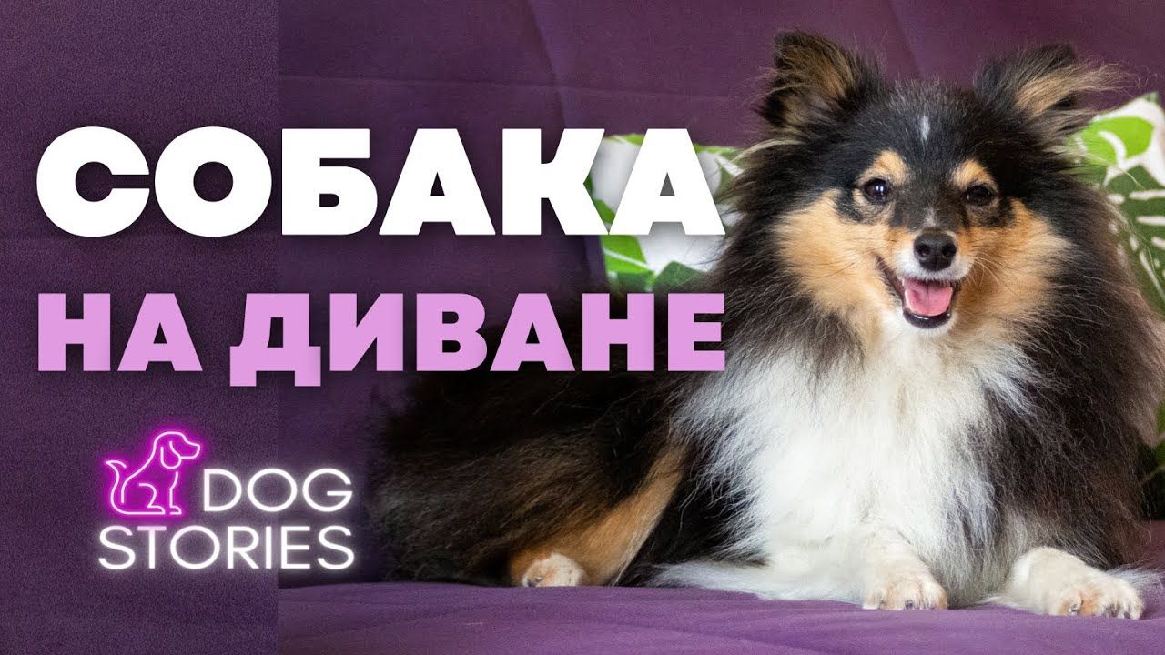 Можно ли собаке спать на диване
