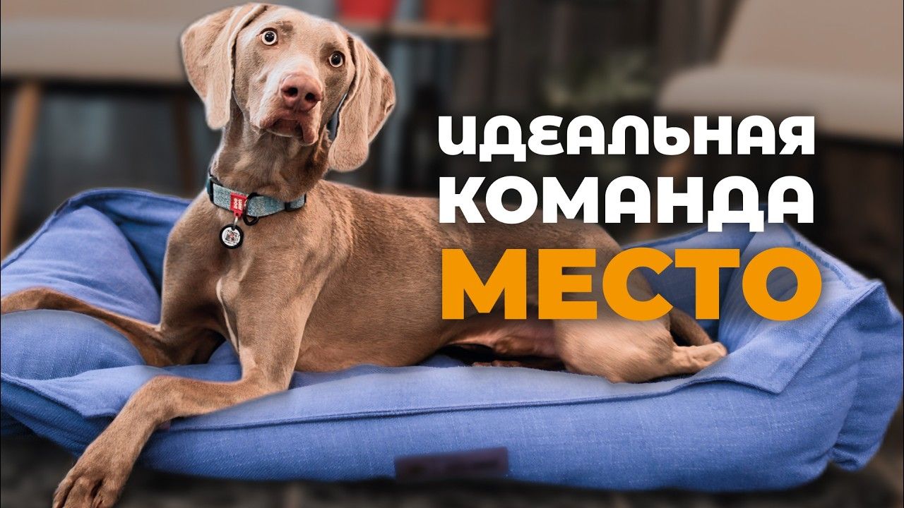 Команда «Место»: пошаговая дрессировка собаки