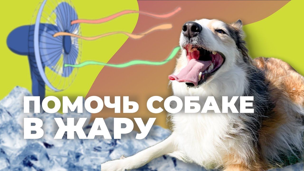 Как помочь собаке в жару и охладить при перегреве — тепловой удар: симптомы, первая помощь и ошибки