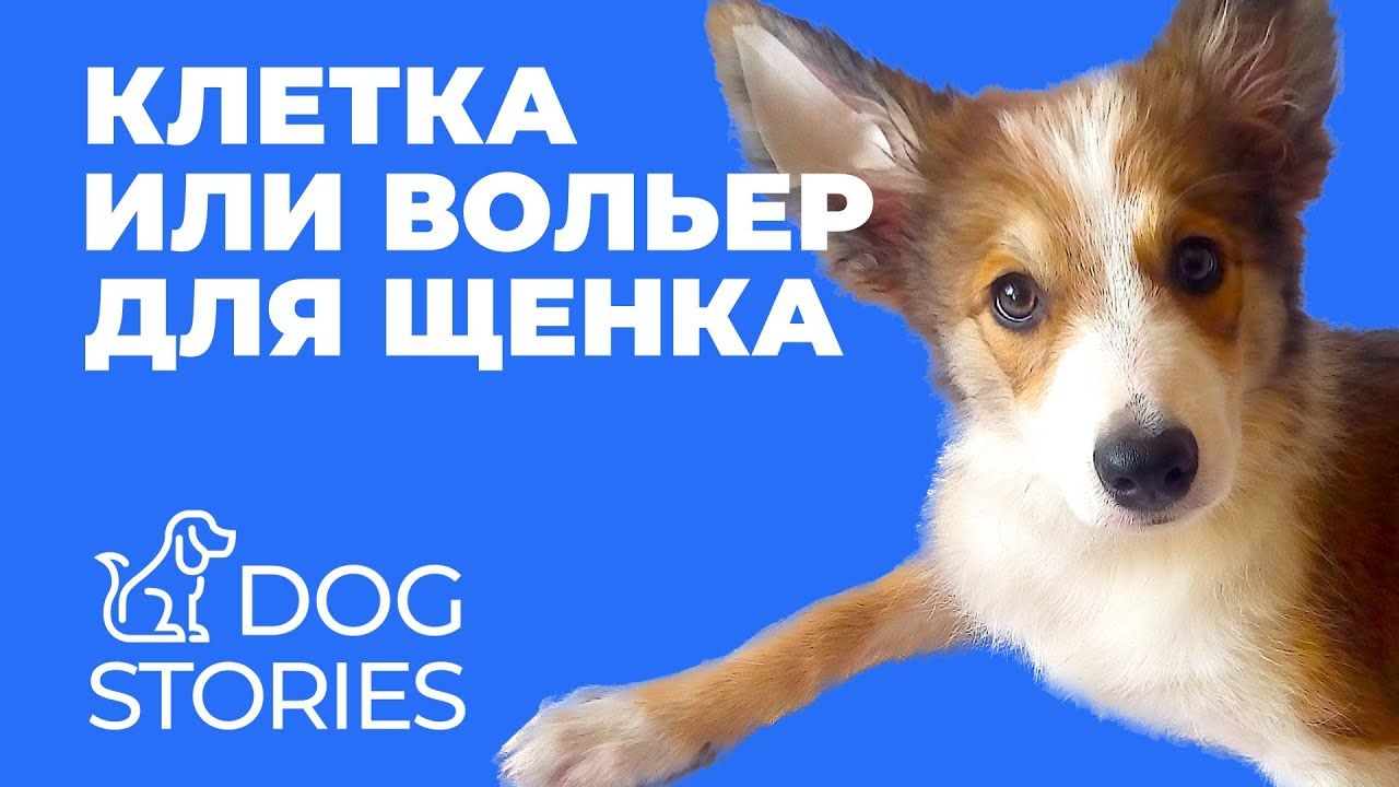 Клетка или вольер для щенка: инструмент, а не метод воспитания