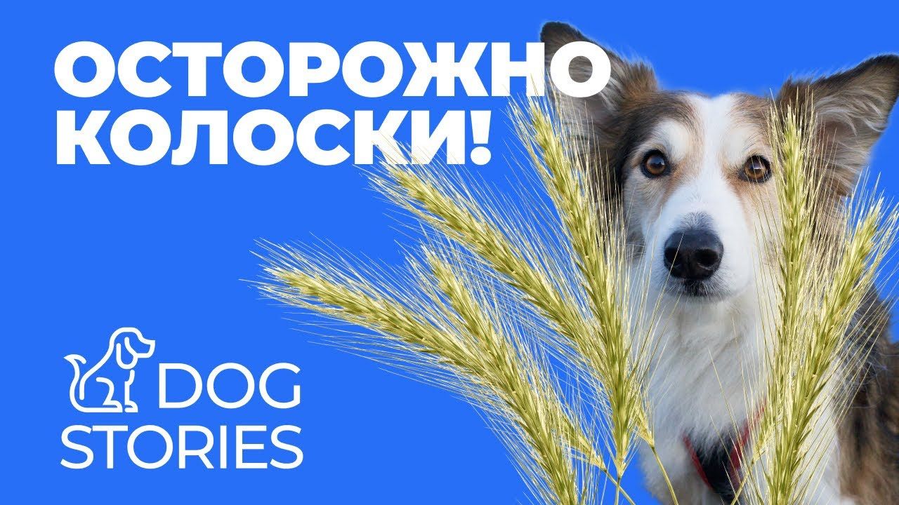 Колоски у собак: чем опасны остюги и куда они ползут — свищи, уши и осмотр после прогулки