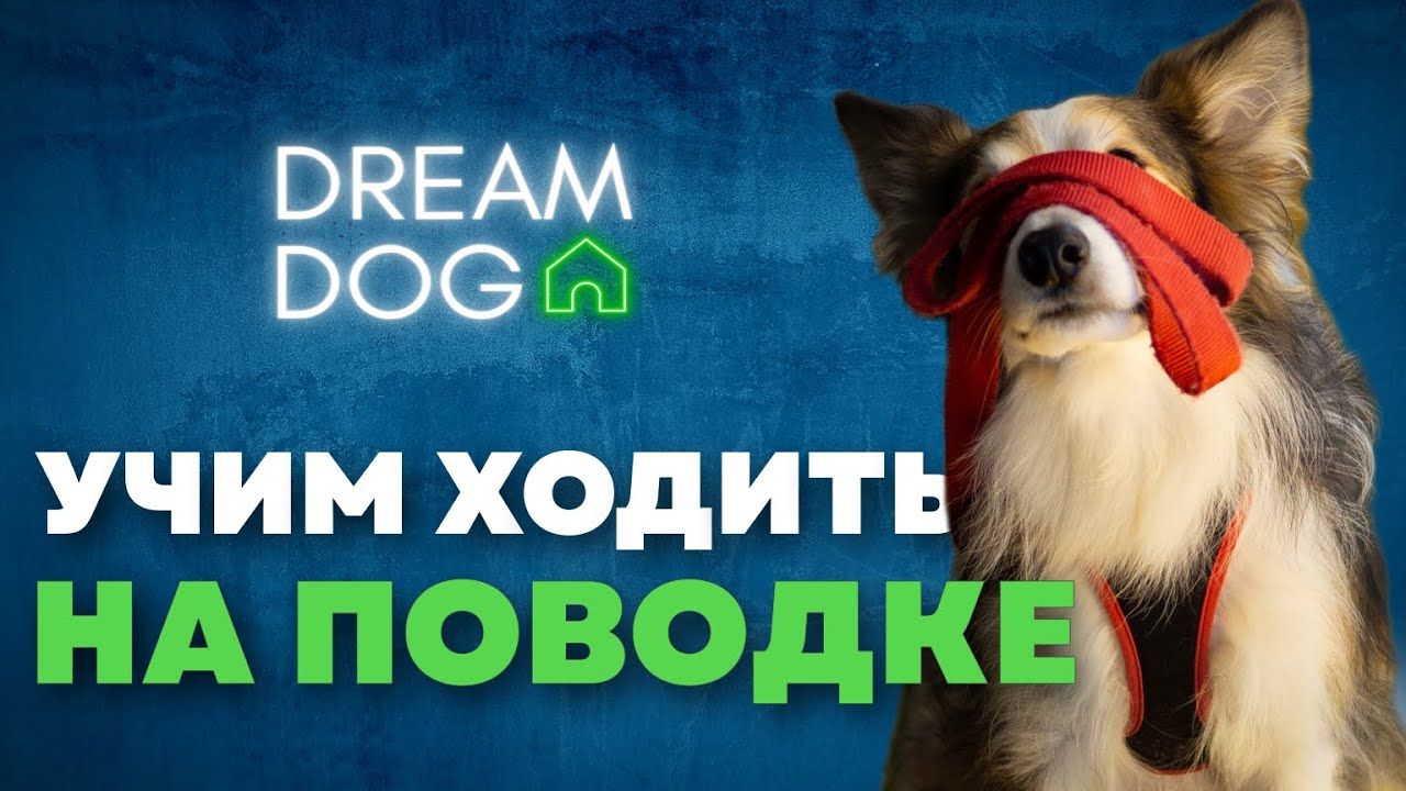 Как отучить собаку тянуть поводок и спокойно идти рядом — 3 команды-«светофор» без рывков