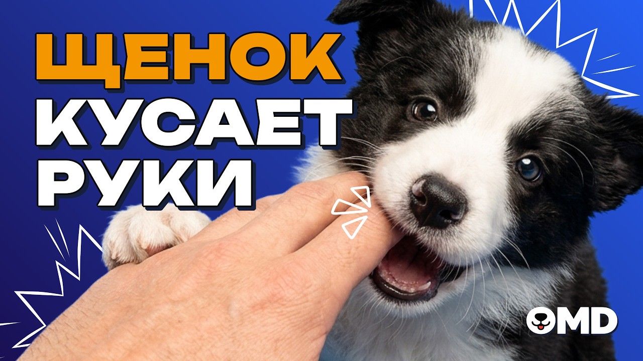 Щенок кусает руки и охотится на них — как отучить кусаться