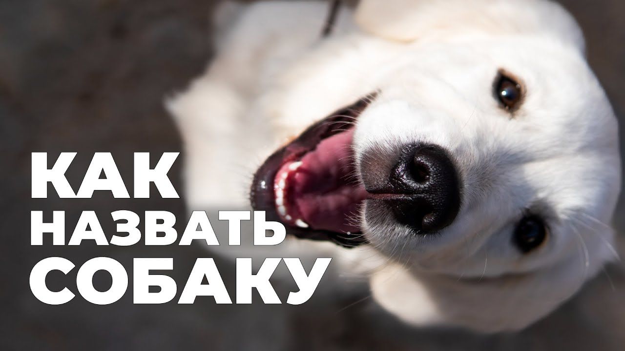 Как назвать щенка и выбрать кличку для собаки