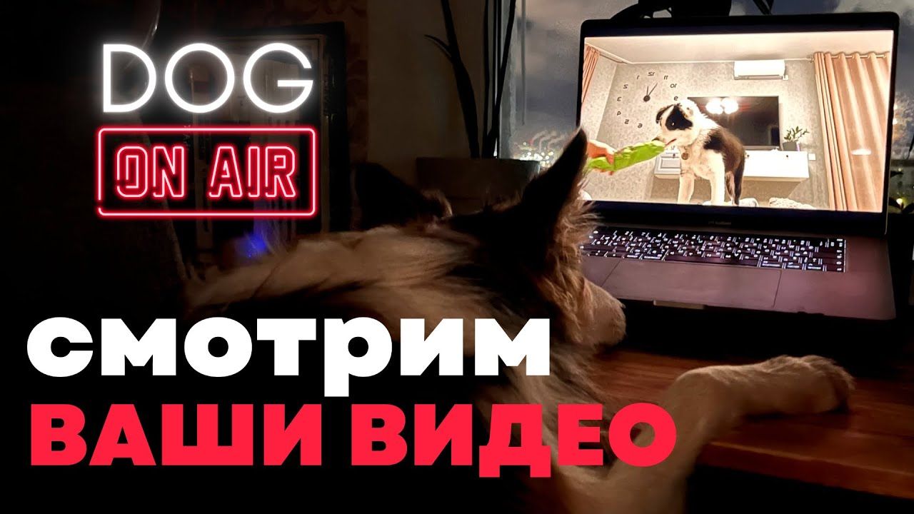 Прямой эфир: смотрим ваши видео