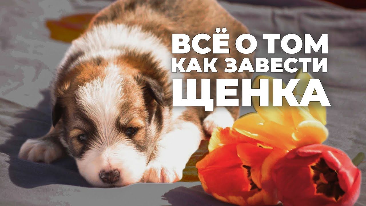 Как решиться завести щенка