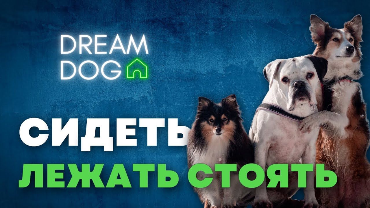 Как научить собаку командам «Сидеть», «Лежать» и «Стоять»