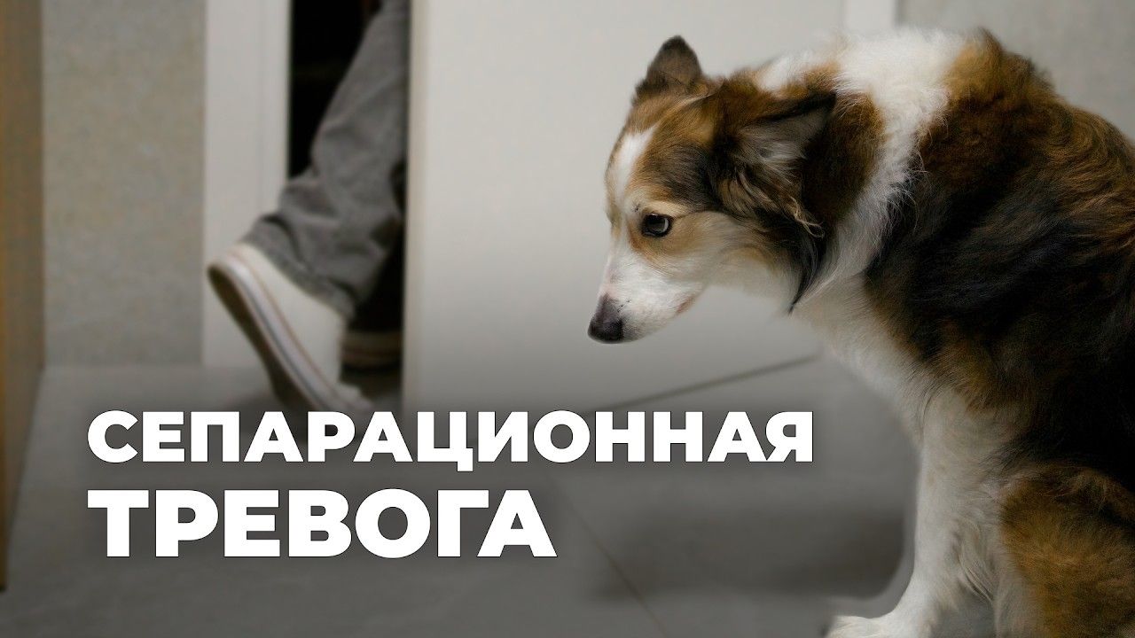Сепарационная тревога у собак