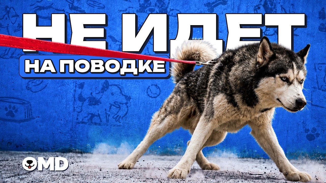 Почему собака упирается всеми лапами и не идёт на поводке: сдвинуть невозможно — без еды и рывков