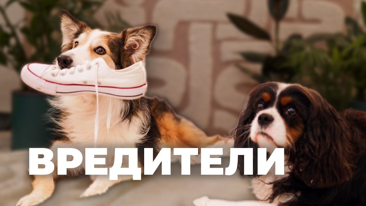 Собака грызёт вещи, когда никого нет дома