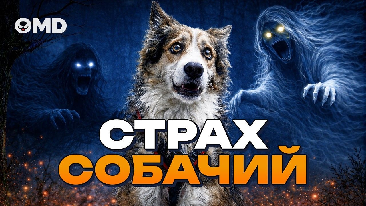 Как отучить собаку бояться громких звуков и улицы