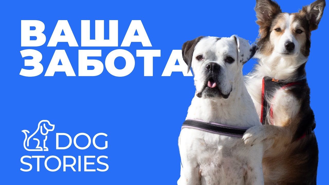 Почему собака не слушается и кто должен её дрессировать
