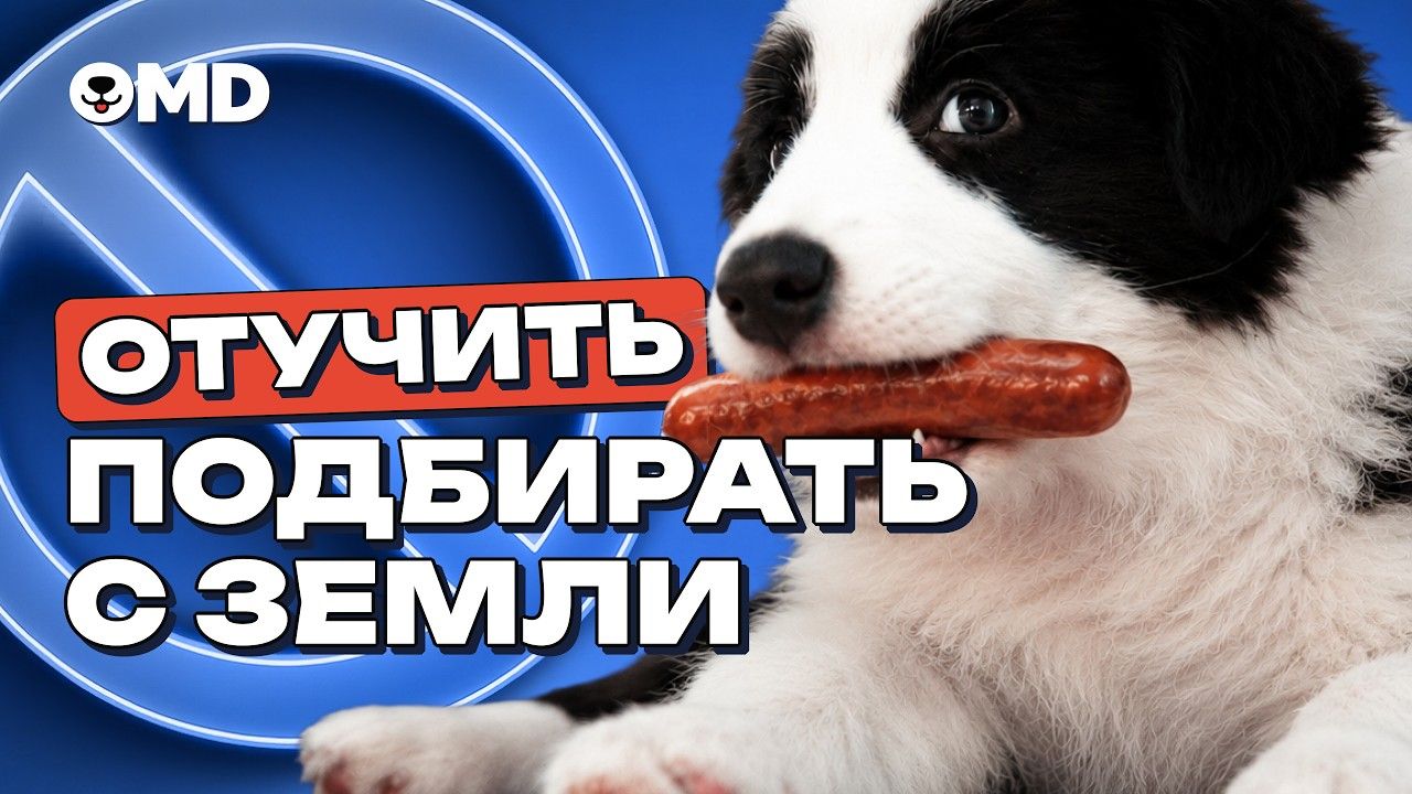 Как отучить собаку подбирать еду с пола и земли за 3 шага