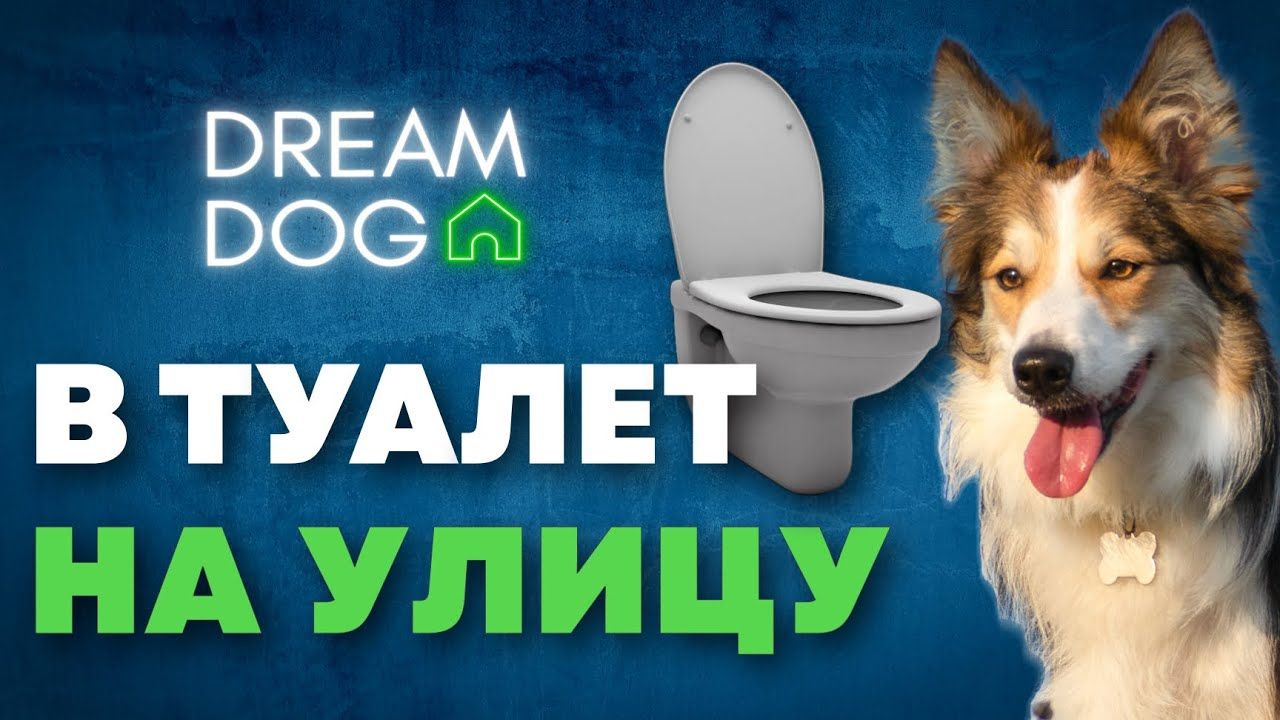 Как приучить щенка и взрослую собаку к туалету на улице