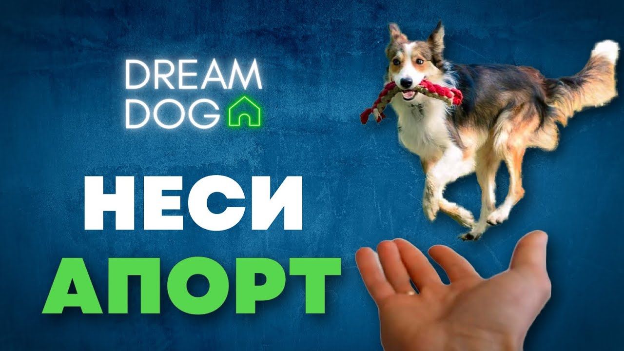 Команда «Неси»: апорт по шагам