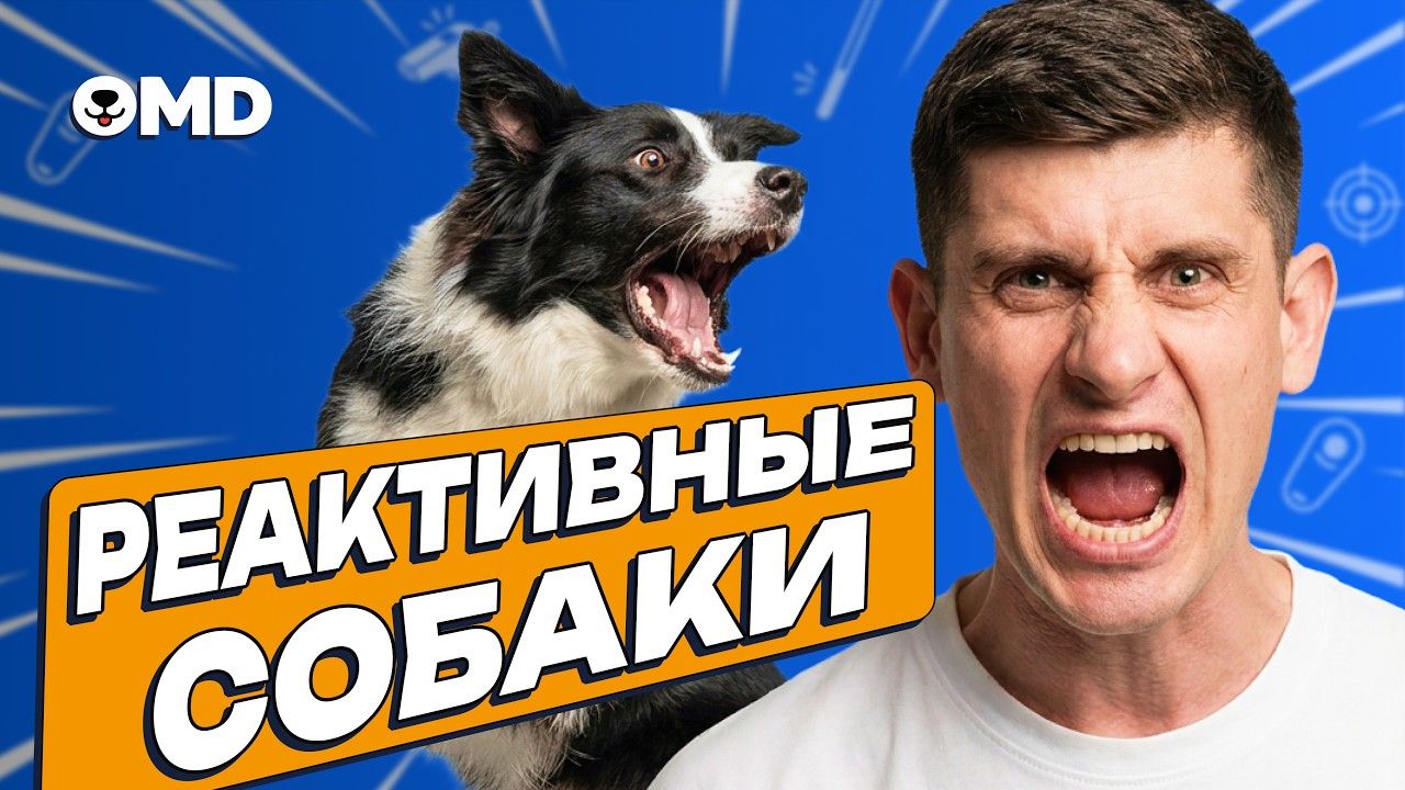 Как успокоить гиперактивную собаку и приучить к выдержке